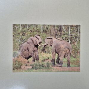 Around the World in 80 Cards - 2024, Kenya