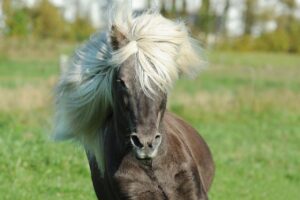 Horse Iceland