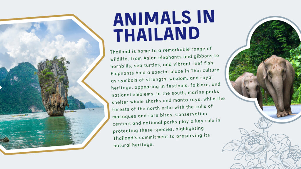Animals in Thailand

Thailand is home to a remarkable range of wildlife, from Asian elephants and gibbons to hornbills, sea turtles, and vibrant reef fish. Elephants hold a special place in Thai culture as symbols of strength, wisdom, and royal heritage, appearing in festivals, folklore, and national emblems. In the south, marine parks shelter whale sharks and manta rays, while the forests of the north echo with the calls of macaques and rare birds. Conservation centers and national parks play a key role in protecting these species, highlighting Thailand’s commitment to preserving its natural heritage.