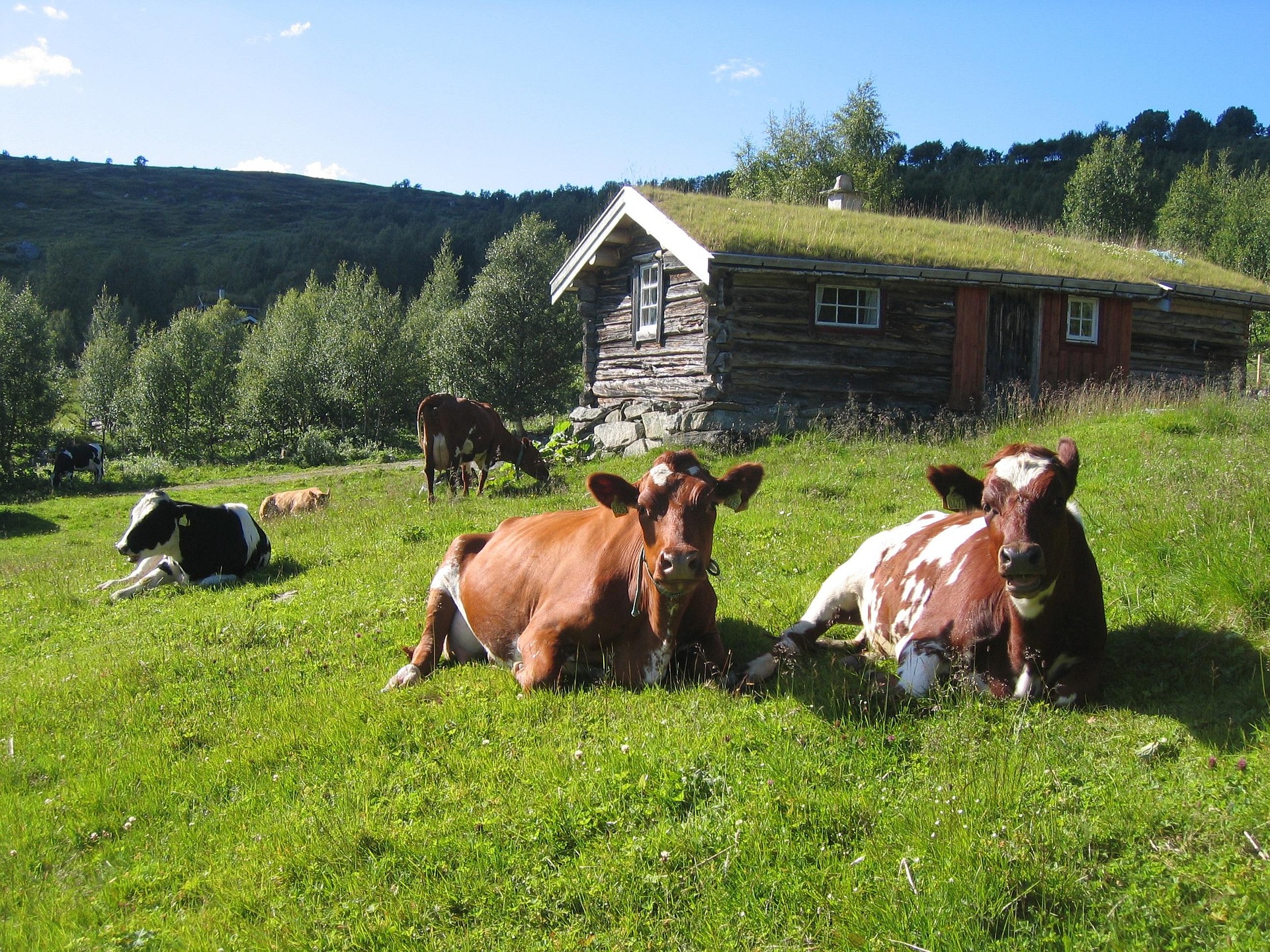 Norway Cows